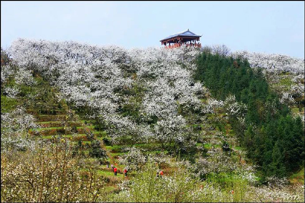 【春天，广西桂林灌阳县向您发出邀请！】我们在灌阳看梨花 - 游山玩水 - 临沧生活社区 - 临沧28生活网 lincang.28life.net