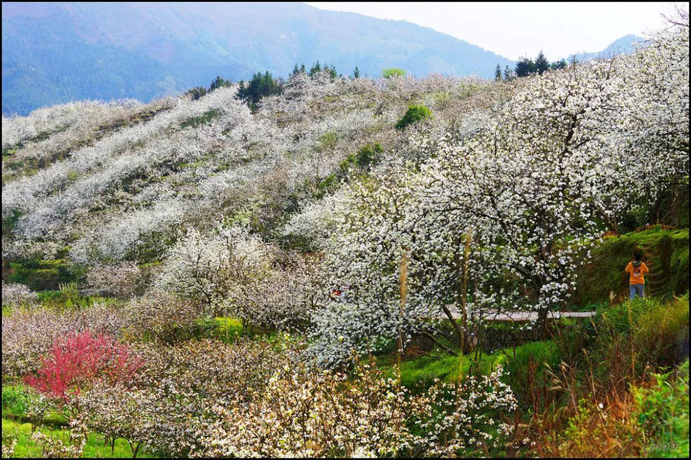 【春天，广西桂林灌阳县向您发出邀请！】我们在灌阳看梨花 - 游山玩水 - 临沧生活社区 - 临沧28生活网 lincang.28life.net