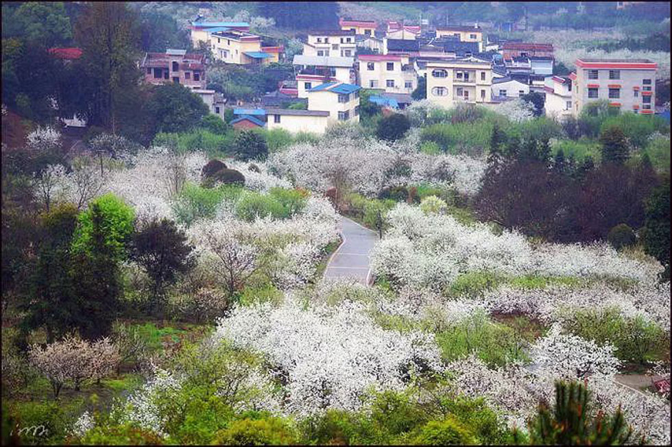 【春天，广西桂林灌阳县向您发出邀请！】我们在灌阳看梨花 - 游山玩水 - 临沧生活社区 - 临沧28生活网 lincang.28life.net