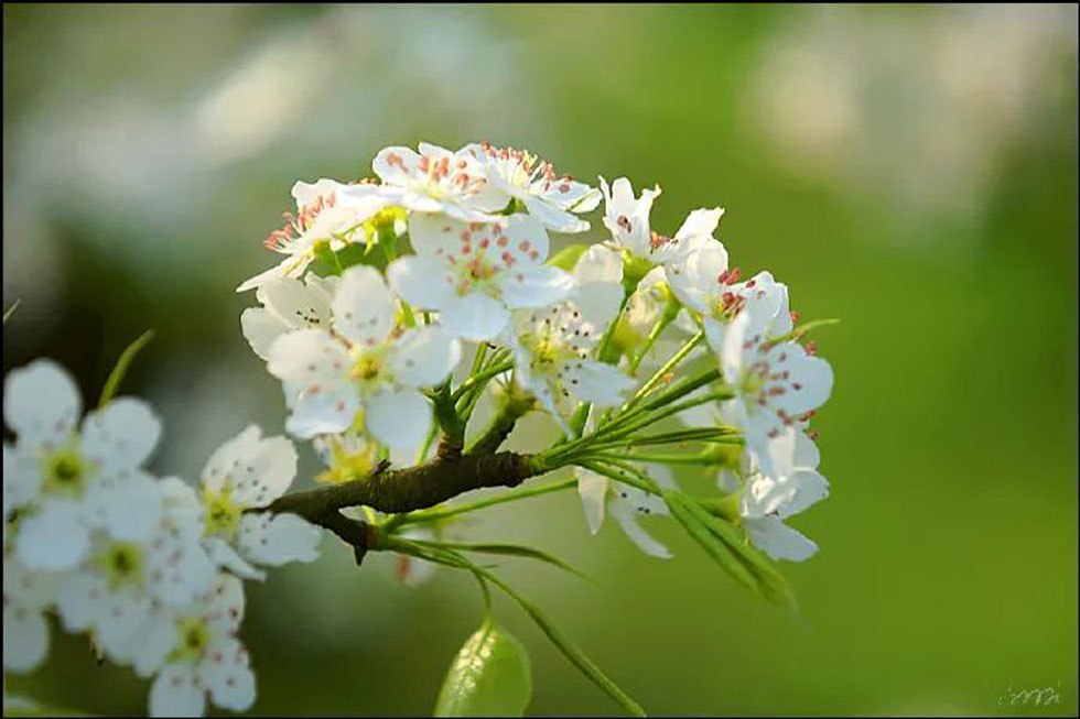 【春天，广西桂林灌阳县向您发出邀请！】我们在灌阳看梨花 - 游山玩水 - 临沧生活社区 - 临沧28生活网 lincang.28life.net