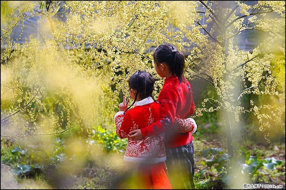 【春天，广西桂林灌阳县向您发出邀请！】米珠山前有片山苍子花在飘香 - 游山玩水 - 临沧生活社区 - 临沧28生活网 lincang.28life.net