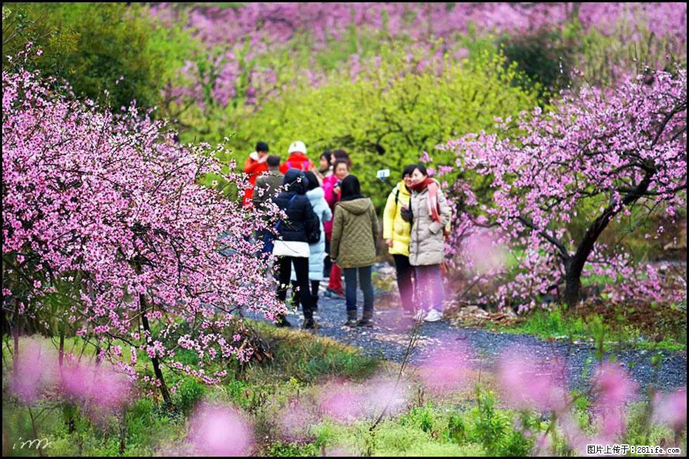 【春天，广西桂林灌阳县向您发出邀请！】官庄村有个醉美的桃花园 - 游山玩水 - 临沧生活社区 - 临沧28生活网 lincang.28life.net