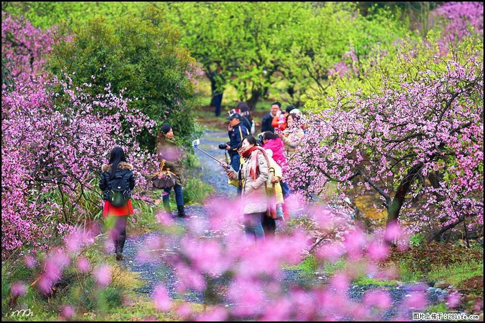 【春天，广西桂林灌阳县向您发出邀请！】官庄村有个醉美的桃花园 - 游山玩水 - 临沧生活社区 - 临沧28生活网 lincang.28life.net