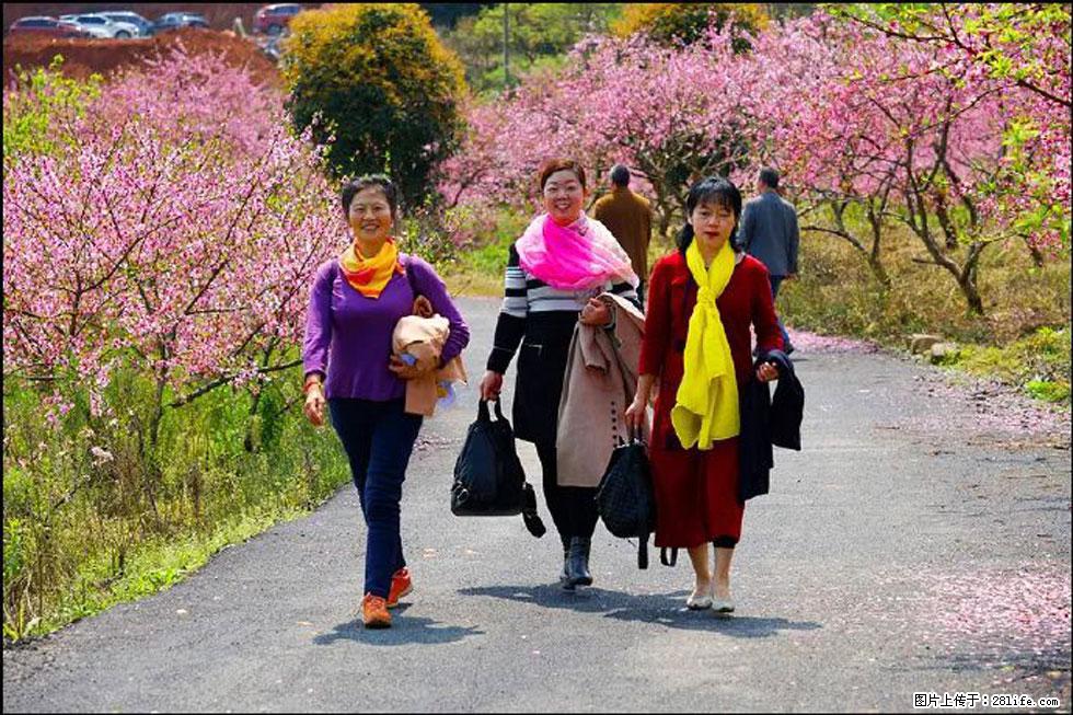 【春天，广西桂林灌阳县向您发出邀请！】官庄村有个醉美的桃花园 - 游山玩水 - 临沧生活社区 - 临沧28生活网 lincang.28life.net