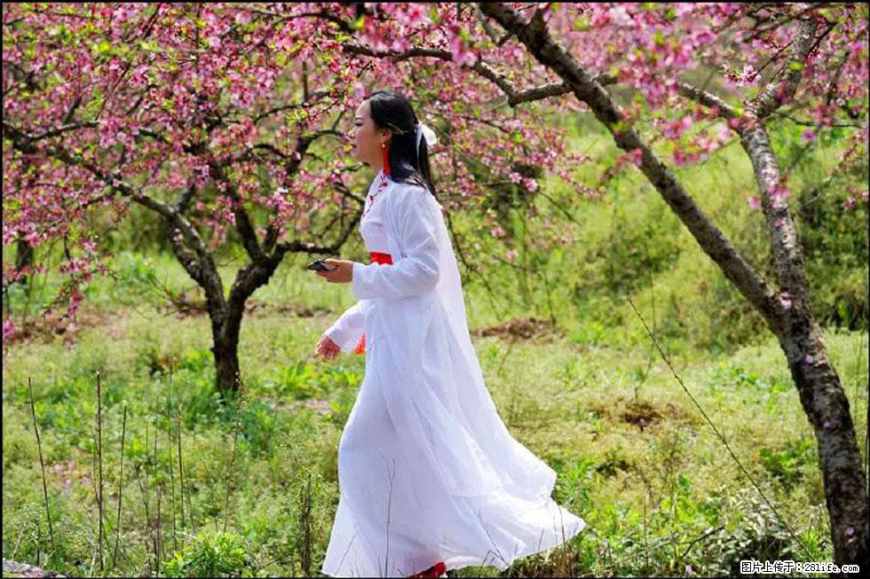 【春天，广西桂林灌阳县向您发出邀请！】官庄村有个醉美的桃花园 - 游山玩水 - 临沧生活社区 - 临沧28生活网 lincang.28life.net