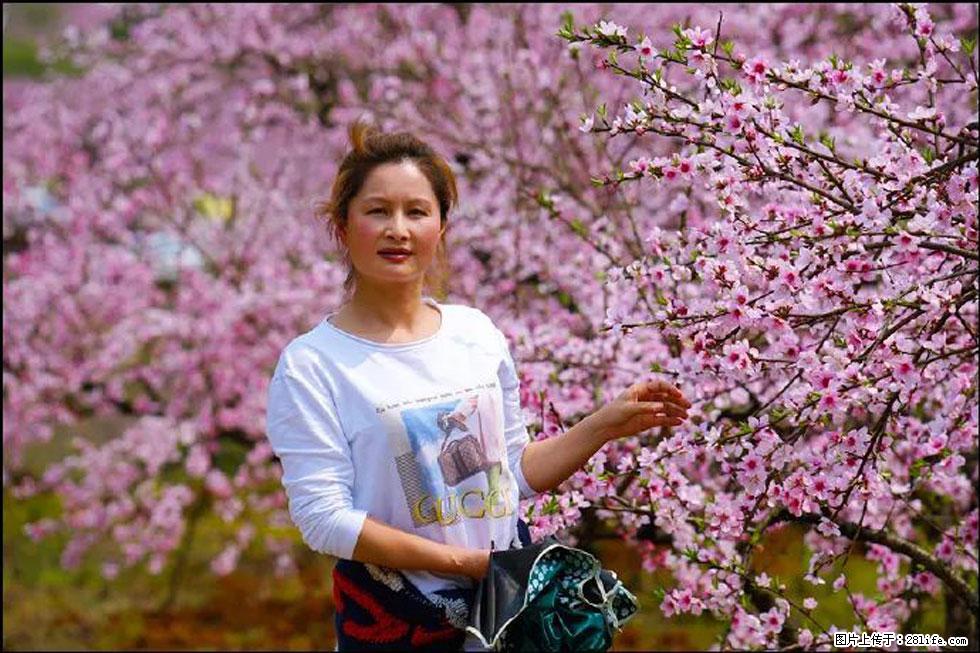 【春天，广西桂林灌阳县向您发出邀请！】官庄村有个醉美的桃花园 - 游山玩水 - 临沧生活社区 - 临沧28生活网 lincang.28life.net