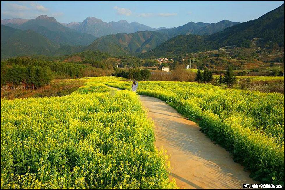 【春天，广西桂林灌阳县向您发出邀请！】长坪村油菜盛情花开 - 游山玩水 - 临沧生活社区 - 临沧28生活网 lincang.28life.net