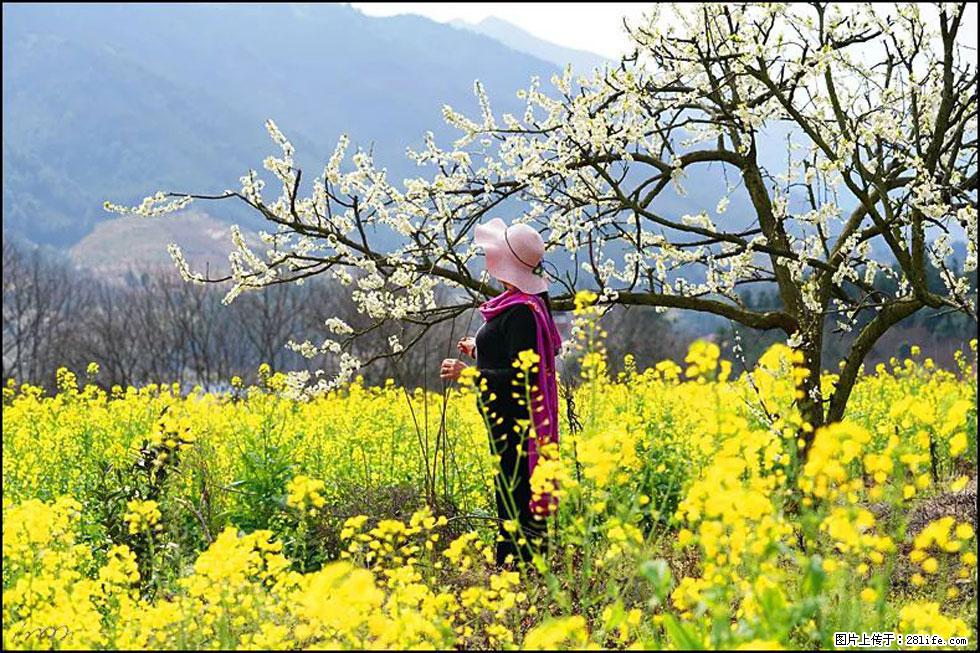 【春天，广西桂林灌阳县向您发出邀请！】长坪村油菜盛情花开 - 游山玩水 - 临沧生活社区 - 临沧28生活网 lincang.28life.net