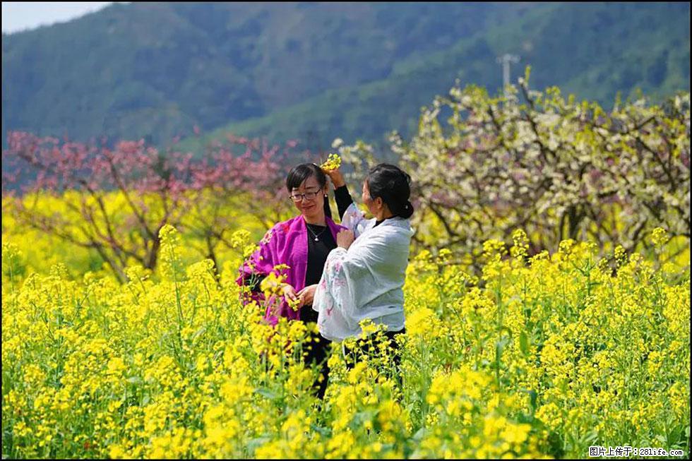【春天，广西桂林灌阳县向您发出邀请！】长坪村油菜盛情花开 - 游山玩水 - 临沧生活社区 - 临沧28生活网 lincang.28life.net
