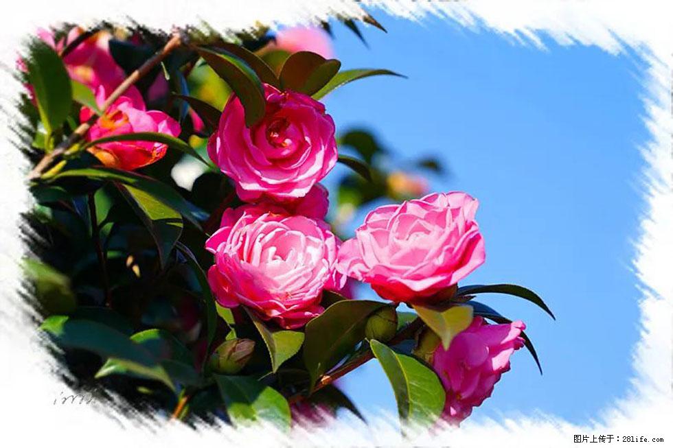 【春天，广西桂林灌阳县向您发出邀请！】杨柳井茶花惹人爱 - 游山玩水 - 临沧生活社区 - 临沧28生活网 lincang.28life.net