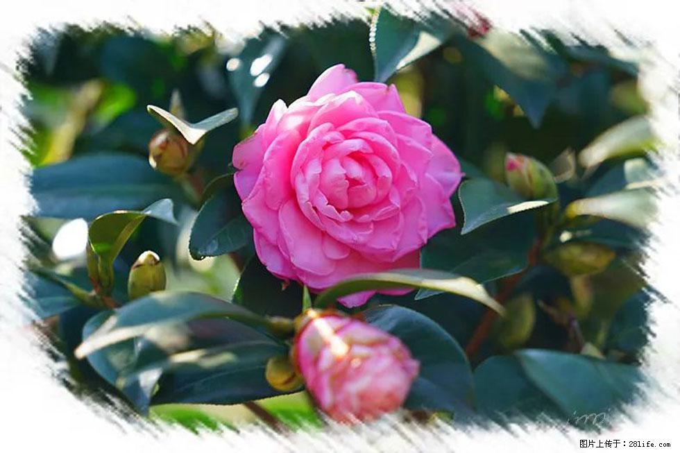 【春天，广西桂林灌阳县向您发出邀请！】杨柳井茶花惹人爱 - 游山玩水 - 临沧生活社区 - 临沧28生活网 lincang.28life.net
