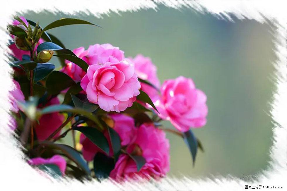 【春天，广西桂林灌阳县向您发出邀请！】杨柳井茶花惹人爱 - 游山玩水 - 临沧生活社区 - 临沧28生活网 lincang.28life.net
