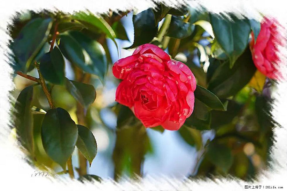 【春天，广西桂林灌阳县向您发出邀请！】杨柳井茶花惹人爱 - 游山玩水 - 临沧生活社区 - 临沧28生活网 lincang.28life.net