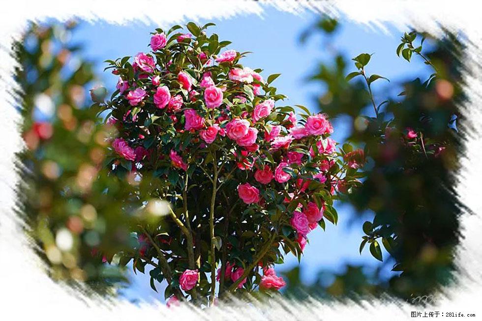 【春天，广西桂林灌阳县向您发出邀请！】杨柳井茶花惹人爱 - 游山玩水 - 临沧生活社区 - 临沧28生活网 lincang.28life.net