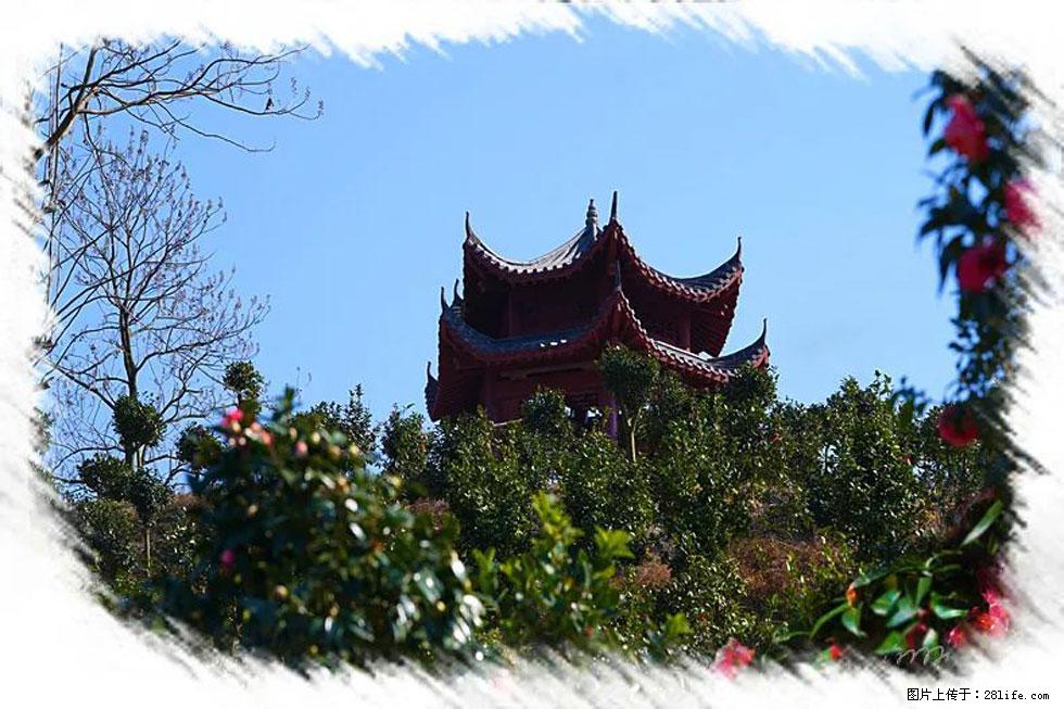 【春天，广西桂林灌阳县向您发出邀请！】杨柳井茶花惹人爱 - 游山玩水 - 临沧生活社区 - 临沧28生活网 lincang.28life.net