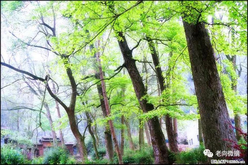 【春天，广西桂林灌阳县向您发出邀请！】在小龙村与春天约会 - 游山玩水 - 临沧生活社区 - 临沧28生活网 lincang.28life.net