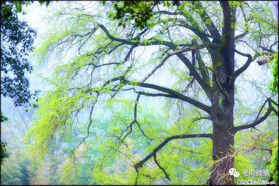 【春天，广西桂林灌阳县向您发出邀请！】在小龙村与春天约会 - 游山玩水 - 临沧生活社区 - 临沧28生活网 lincang.28life.net