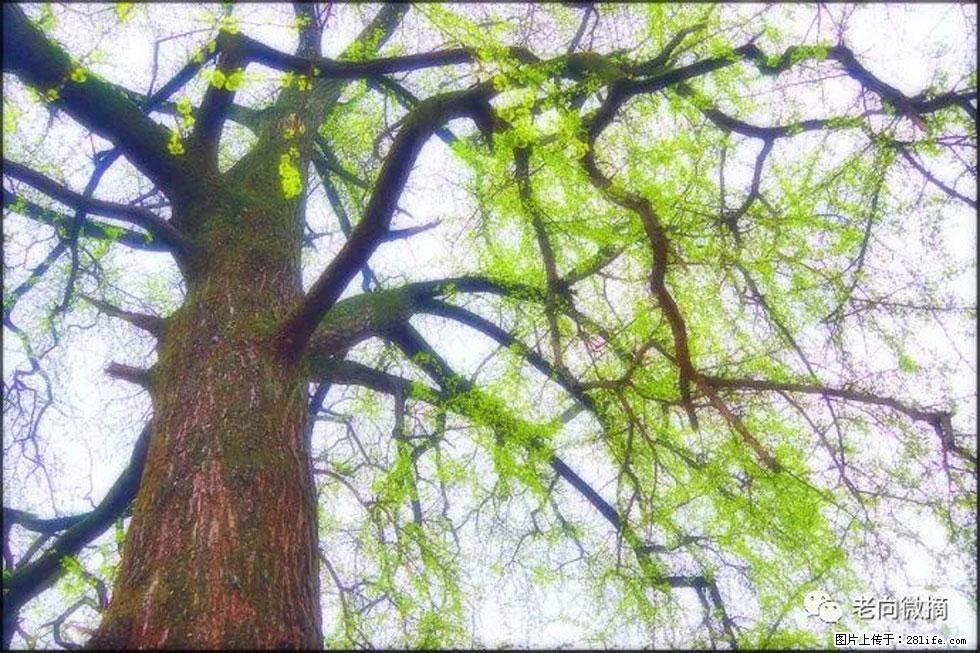 【春天，广西桂林灌阳县向您发出邀请！】在小龙村与春天约会 - 游山玩水 - 临沧生活社区 - 临沧28生活网 lincang.28life.net