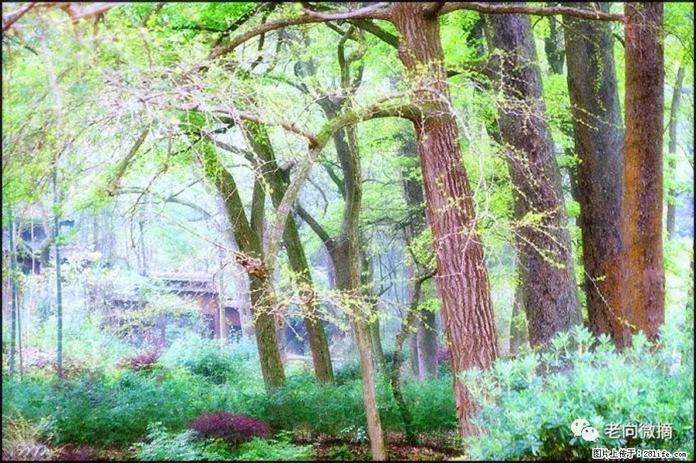 【春天，广西桂林灌阳县向您发出邀请！】在小龙村与春天约会 - 游山玩水 - 临沧生活社区 - 临沧28生活网 lincang.28life.net