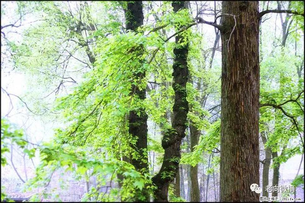 【春天，广西桂林灌阳县向您发出邀请！】在小龙村与春天约会 - 游山玩水 - 临沧生活社区 - 临沧28生活网 lincang.28life.net
