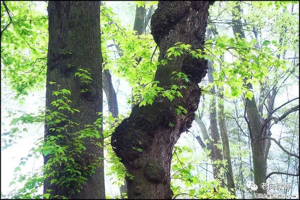 【春天，广西桂林灌阳县向您发出邀请！】在小龙村与春天约会 - 游山玩水 - 临沧生活社区 - 临沧28生活网 lincang.28life.net