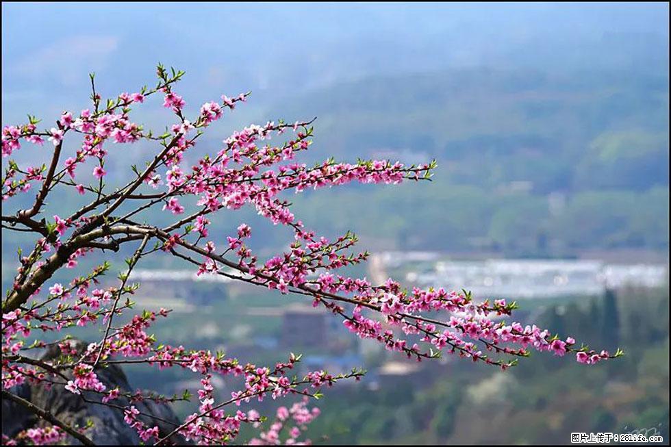 【春天，广西桂林灌阳县向您发出邀请！】望月岭上桃花开 - 游山玩水 - 临沧生活社区 - 临沧28生活网 lincang.28life.net