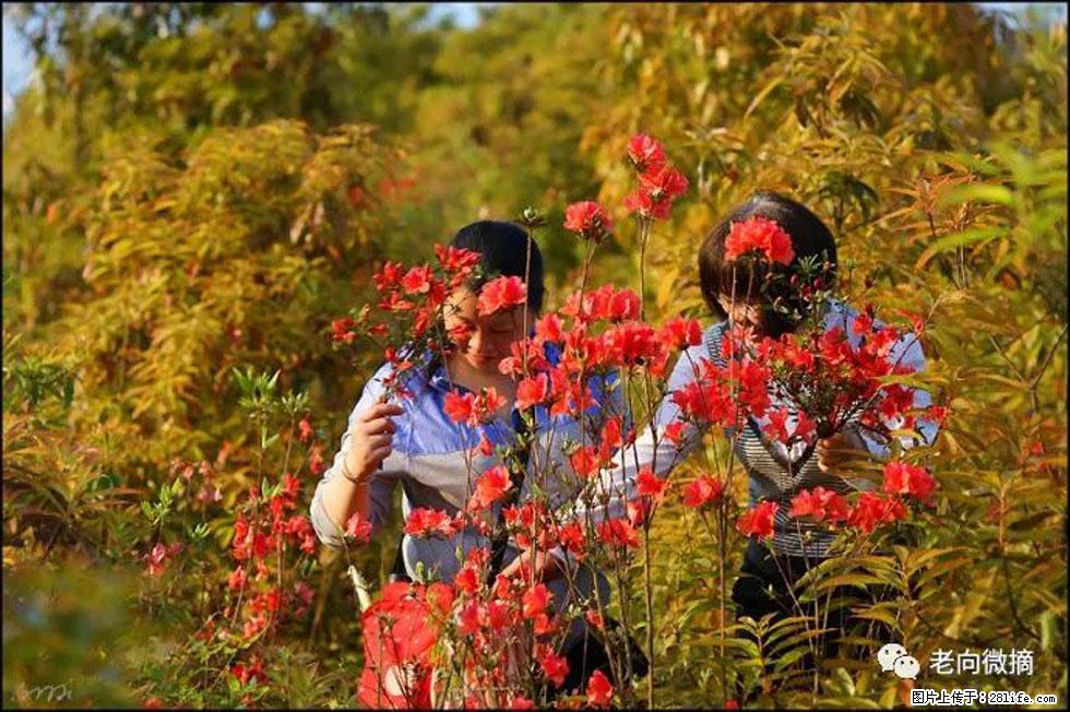 【春天，广西桂林灌阳县向您发出邀请！】登麒麟山，相约映山红 - 游山玩水 - 临沧生活社区 - 临沧28生活网 lincang.28life.net
