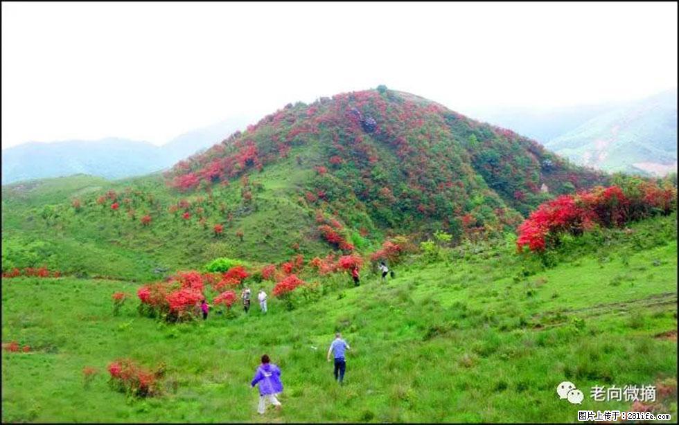 【春天，广西桂林灌阳县向您发出邀请！】宝盖山上映山红 - 游山玩水 - 临沧生活社区 - 临沧28生活网 lincang.28life.net