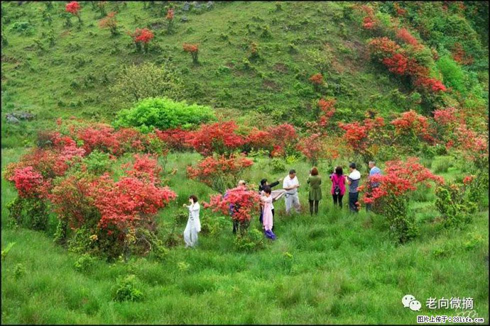 【春天，广西桂林灌阳县向您发出邀请！】宝盖山上映山红 - 游山玩水 - 临沧生活社区 - 临沧28生活网 lincang.28life.net