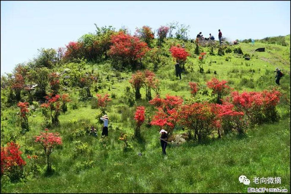 【春天，广西桂林灌阳县向您发出邀请！】宝盖山上映山红 - 游山玩水 - 临沧生活社区 - 临沧28生活网 lincang.28life.net