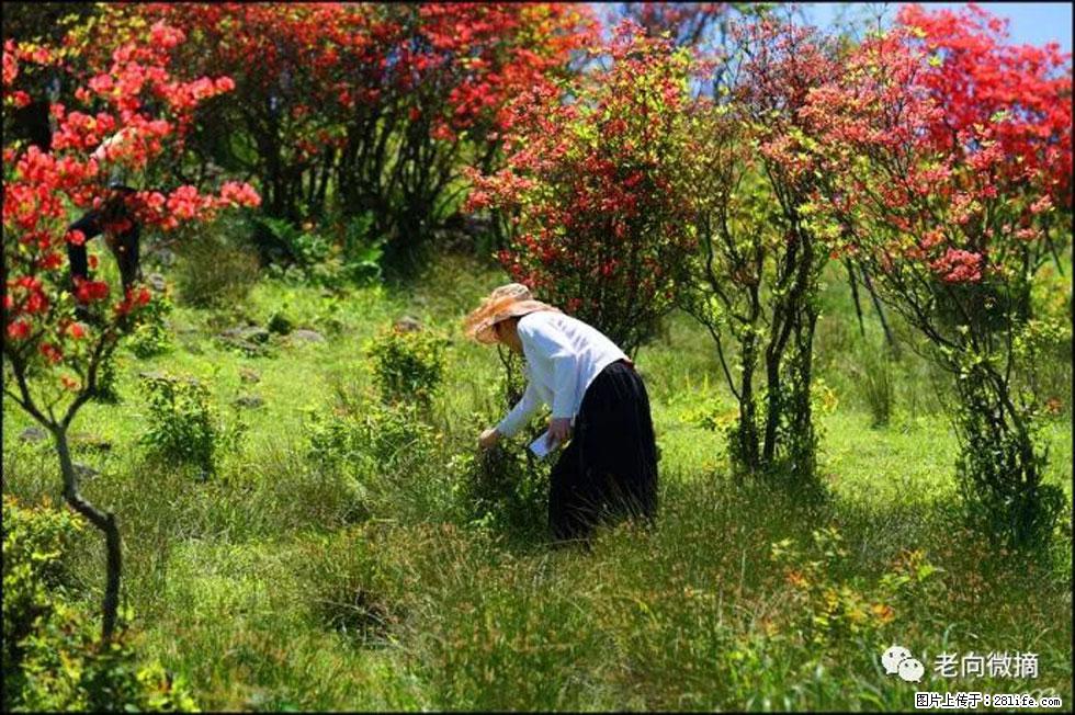 【春天，广西桂林灌阳县向您发出邀请！】宝盖山上映山红 - 游山玩水 - 临沧生活社区 - 临沧28生活网 lincang.28life.net