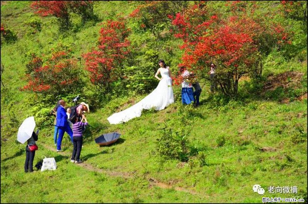 【春天，广西桂林灌阳县向您发出邀请！】宝盖山上映山红 - 游山玩水 - 临沧生活社区 - 临沧28生活网 lincang.28life.net