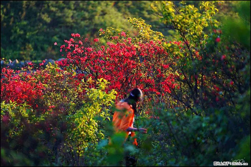 【春天，广西桂林灌阳县向您发出邀请！】春木界上映山红 - 游山玩水 - 临沧生活社区 - 临沧28生活网 lincang.28life.net