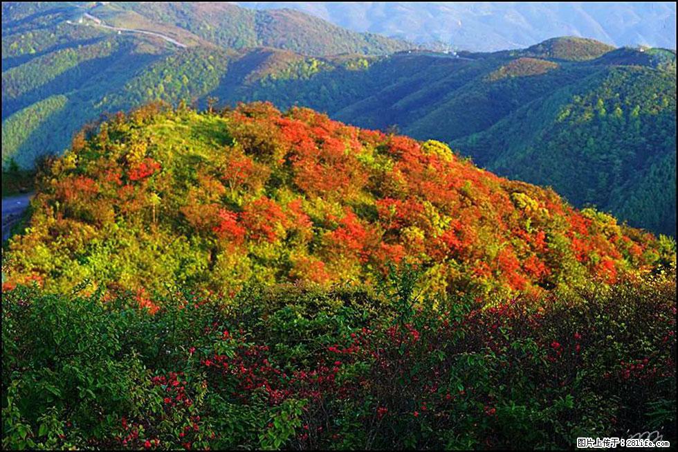【春天，广西桂林灌阳县向您发出邀请！】春木界上映山红 - 游山玩水 - 临沧生活社区 - 临沧28生活网 lincang.28life.net
