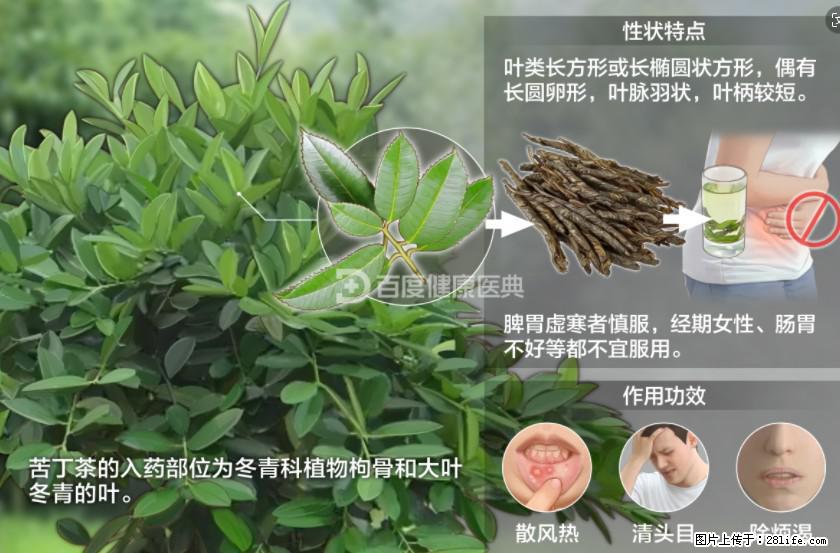 苦丁茶有哪些功效和作用 - 生活百科 - 临沧生活社区 - 临沧28生活网 lincang.28life.net