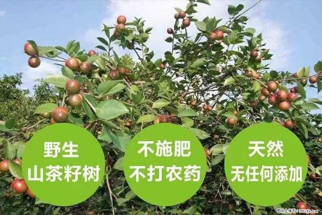 【灌阳县油茶产业示范区】一个有着充实的精神生活的人，对待身外之物自会有一种淡泊的态度 - 美食天地 - 临沧生活社区 - 临沧28生活网 lincang.28life.net