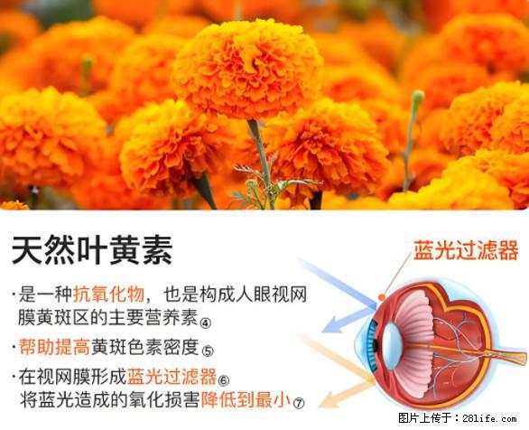 叶黄素有什么功效和作用 - 生活百科 - 临沧生活社区 - 临沧28生活网 lincang.28life.net