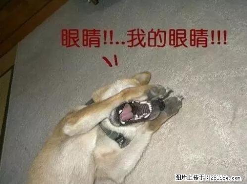 笑癫了！一女的怀孕三年未生，他终于忍不住了... - 娱乐八卦 - 临沧生活社区 - 临沧28生活网 lincang.28life.net