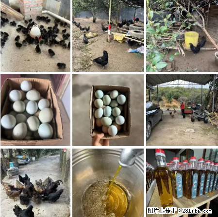 油茶园从小鸡仔开始养起的纯土鸡、土鸡蛋可以预定啦！还有前几天刚榨的纯山茶油哦 - 美食天地 - 临沧生活社区 - 临沧28生活网 lincang.28life.net