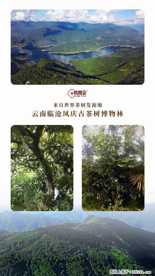时间果百年古树2025年春红茶 - 购物交流 - 临沧生活社区 - 临沧28生活网 lincang.28life.net