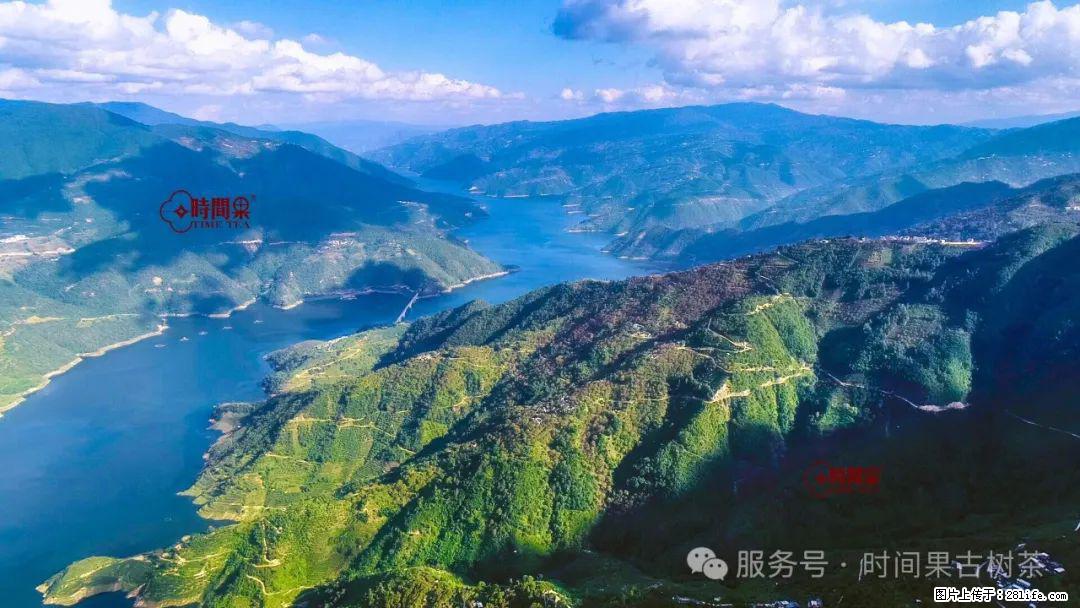 时间果百年古树龙珠普洱生茶 - 购物交流 - 临沧生活社区 - 临沧28生活网 lincang.28life.net