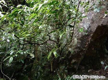 平乐石崖茶，珍贵仅次于金花茶 - 临沧生活资讯 - 临沧28生活网 lincang.28life.net