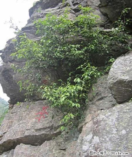 平乐石崖茶，珍贵仅次于金花茶 - 临沧生活资讯 - 临沧28生活网 lincang.28life.net