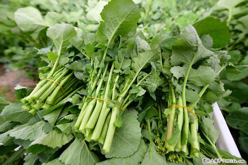 这些蔬菜是“天然钙片”，这6种被医生重点推荐 - 临沧生活资讯 - 临沧28生活网 lincang.28life.net